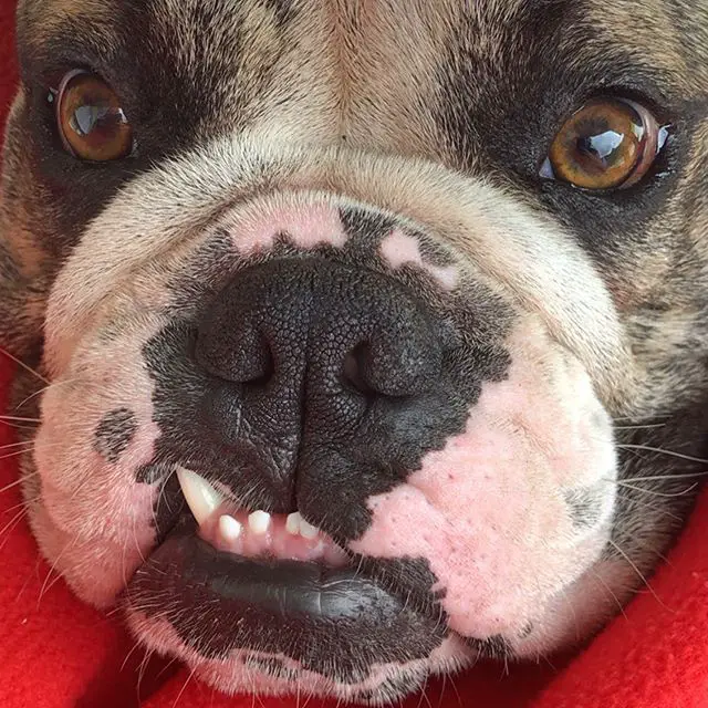 close angry face of an English Bulldog 