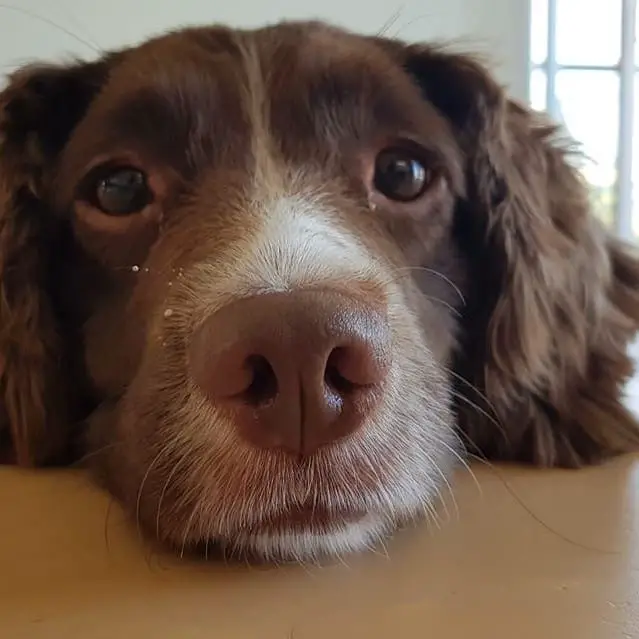 begging face of an English Springer Spaniel on the edge of the table