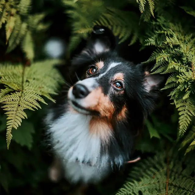 A Sheltie sitting behind the leaves