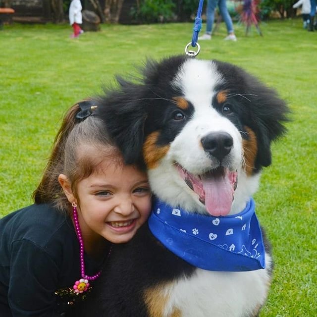 smiling Bernese Mountain dog with a girl leaning beside her