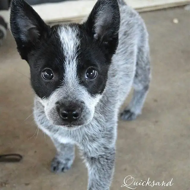 An Australian Cattle puppy standing on the floor with its adorable face