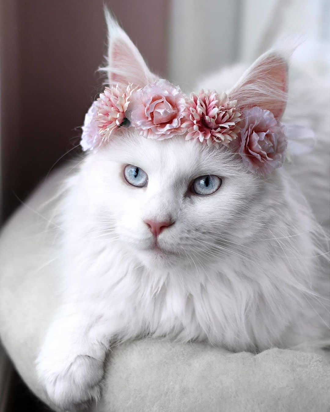 white Maine Coon Cat with blue eyes wearing pink flower crown resting on its bed