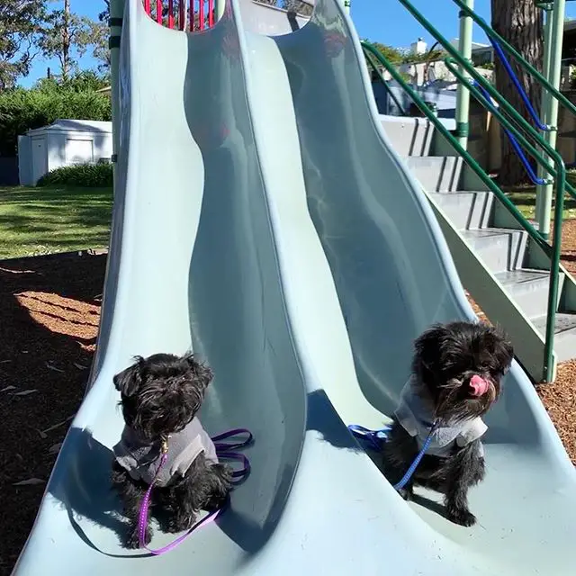 two Affenpinscher wearing shirts while sitting on the end of the slide at the park