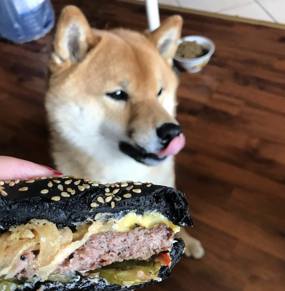 A Shiba Inu sitting on the floor behind the sandwich while licking its mouth