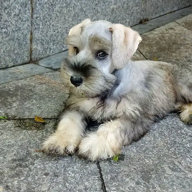 An adorable Schnauzer puppy lying on the floor