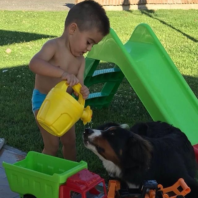 a kid making a Bernese Mountain dog drink water from the watering pot