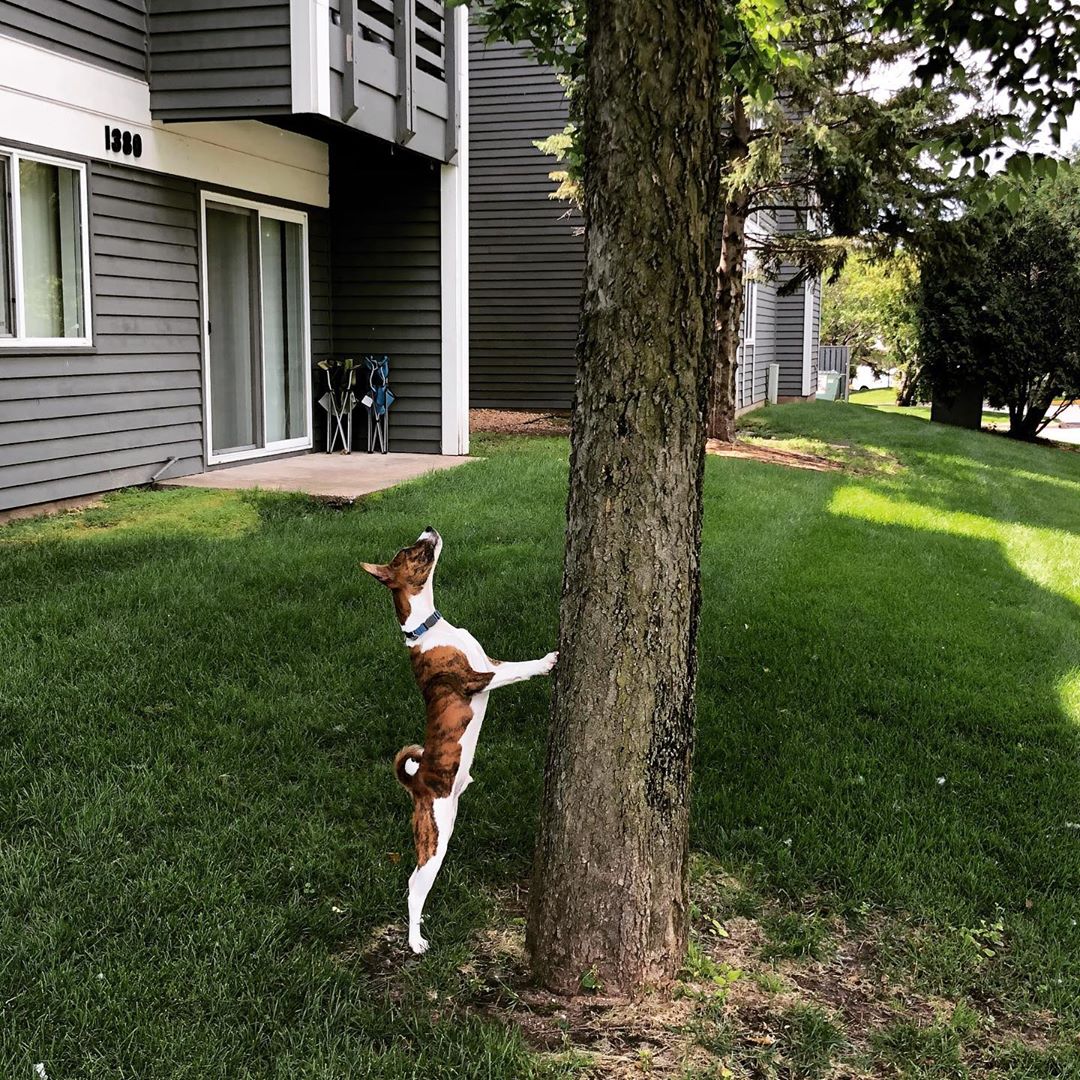A Basenji looking up from under the tree while leaning towards the tree trunk