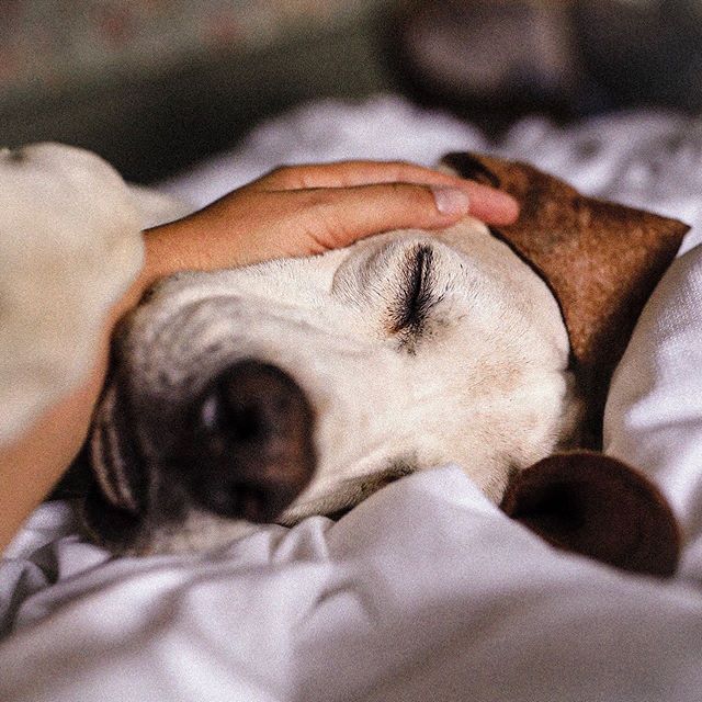 A Pointer sleeping soundly on the bed