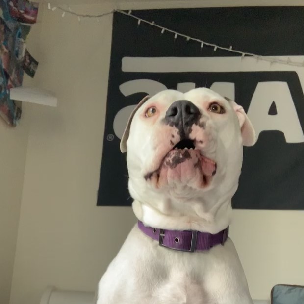 an amazed Pit Bull