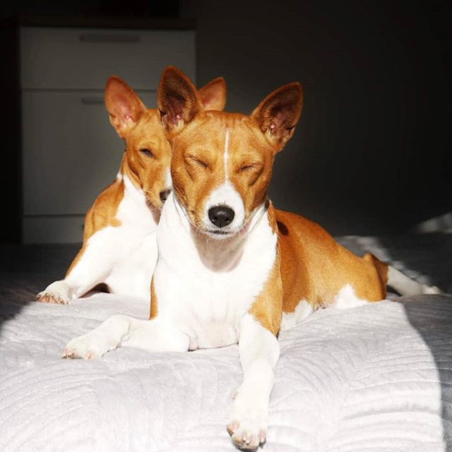 two Basenjis lying on the bed under the sunlight