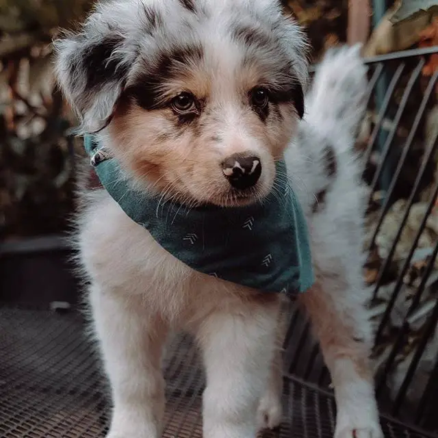 A Australian Shepherd puppy standing on top of the bench