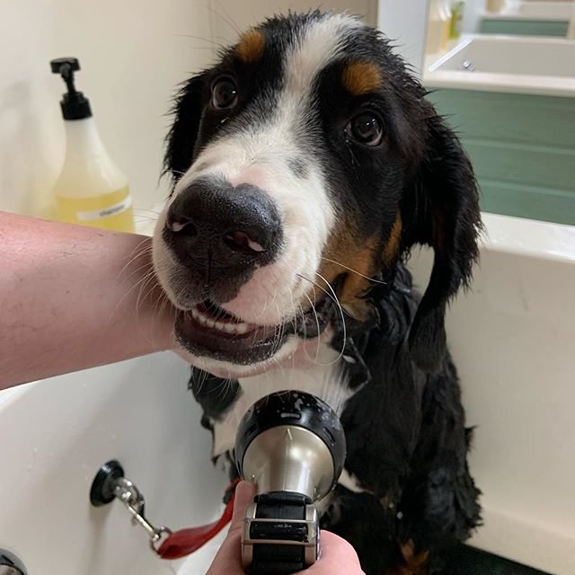 spraying water on a Bernese Mountain dog