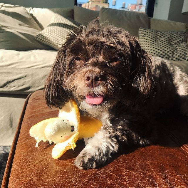 Havanese Dog with chocolate brown curly fur lying on the bed with its small tongue out