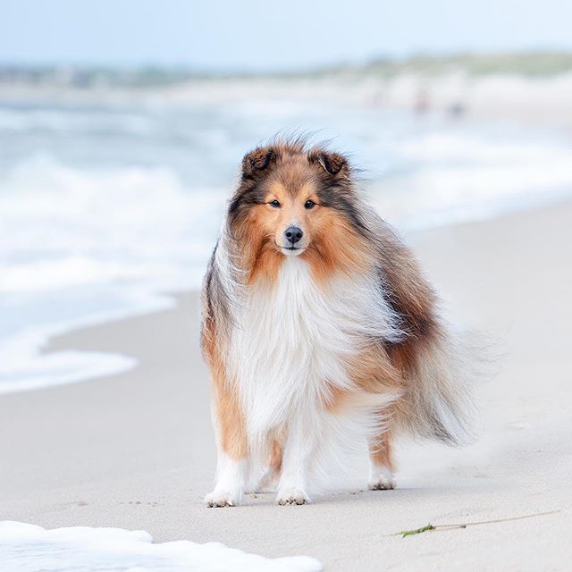 A Sheltie standing by the seashore