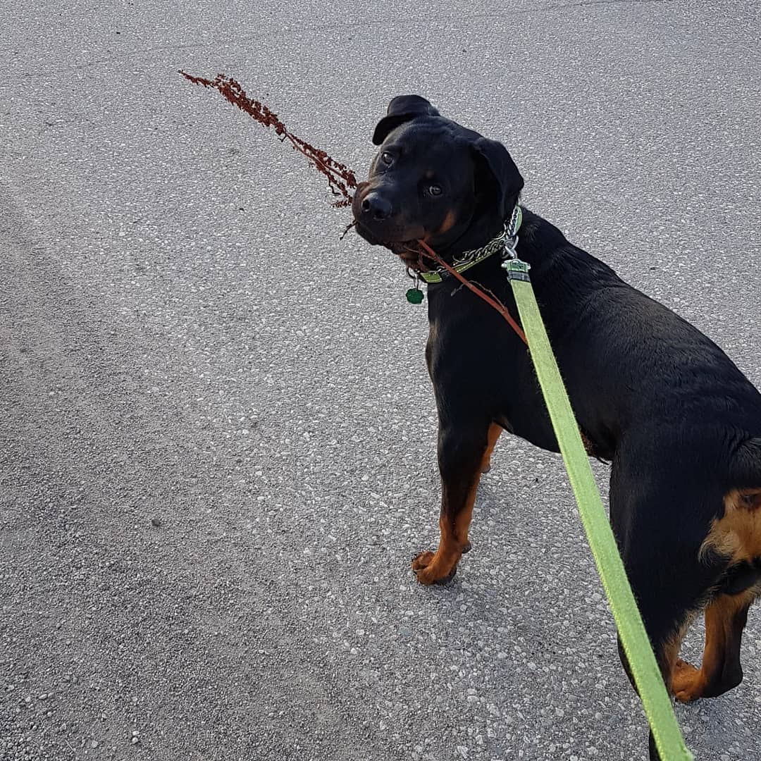Rottweiler walking in the street with a dried branch in its mouth