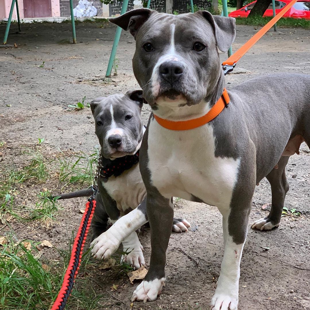an adult and 'puppy American Staffordshire Terrier standing next to each other