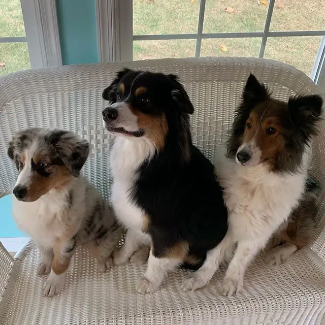 three Shelties sitting on the couch