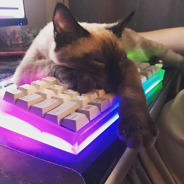 Siamese Cat sleeping on top of a keyboard