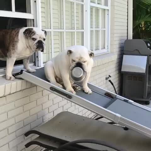 two English Bulldogs coming out from the window using a slide
