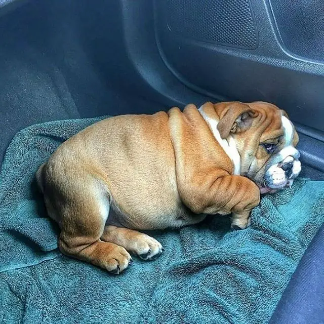 English Bulldog curled up lying on the floor of the car
