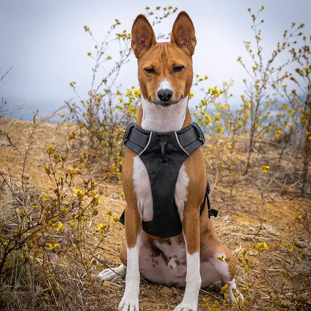 A Basenji sitting on the ground in the mountain