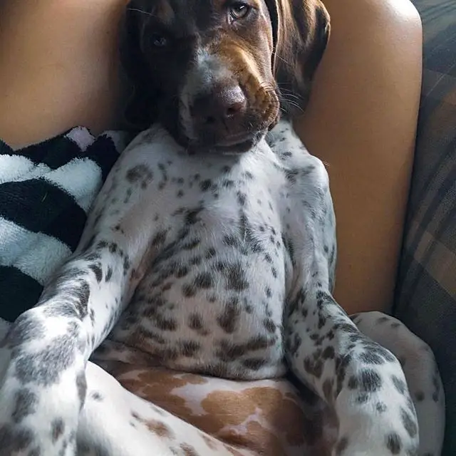 A Pointer puppy sitting on the lap of the woman lying on the couch