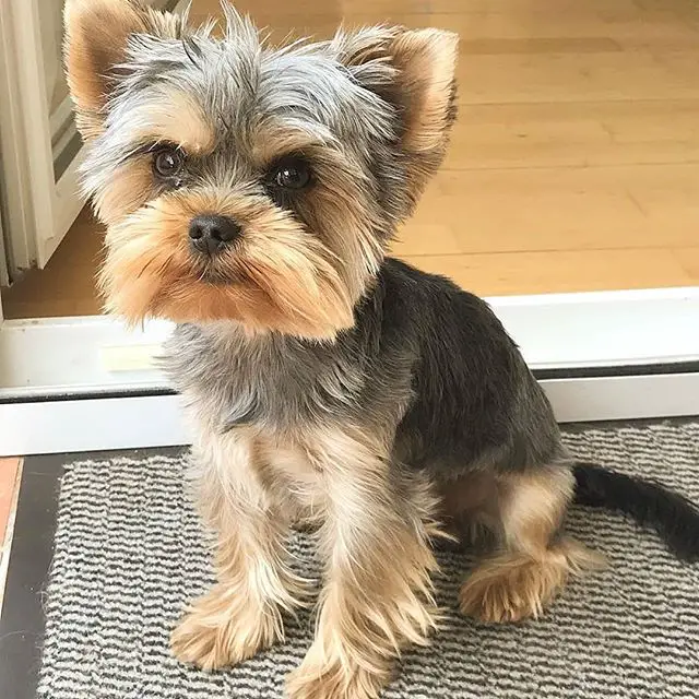 Yorkshire Terrier sitting on the carpet in the front door