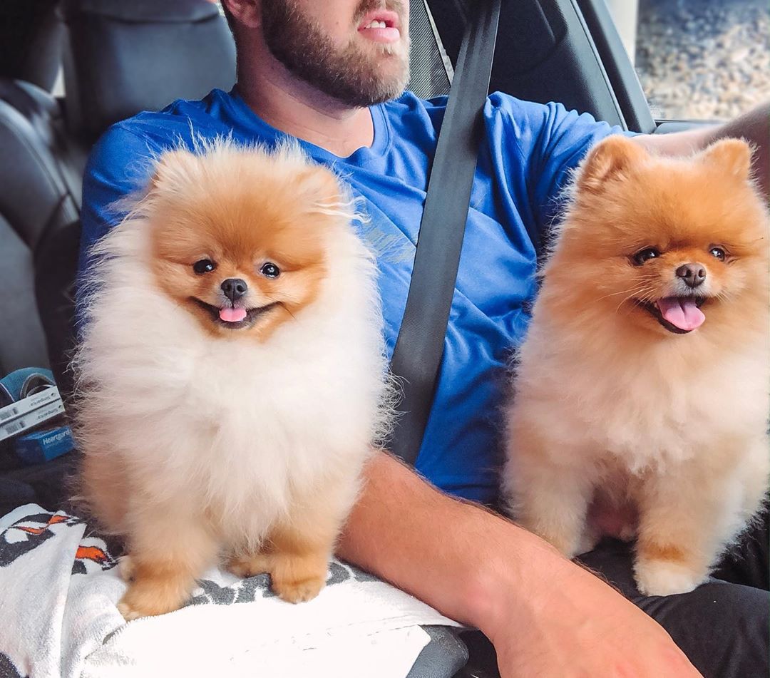 two Pomeranians sitting inside the car with the driver