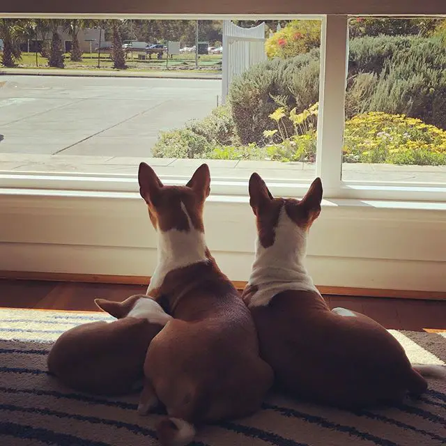 two adult and one puppy Basenjis lying on the floor while looking outside the window
