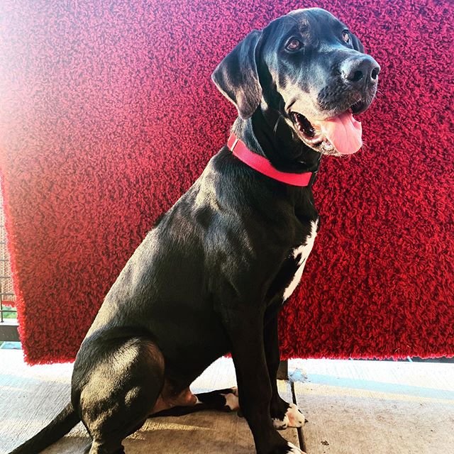 A Great Dane sitting on the floor