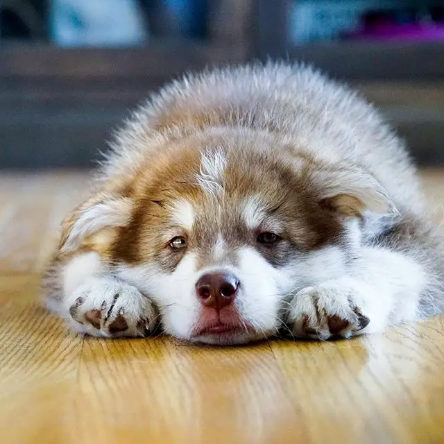 A Alaskan Malamute puppy lying down on the floor