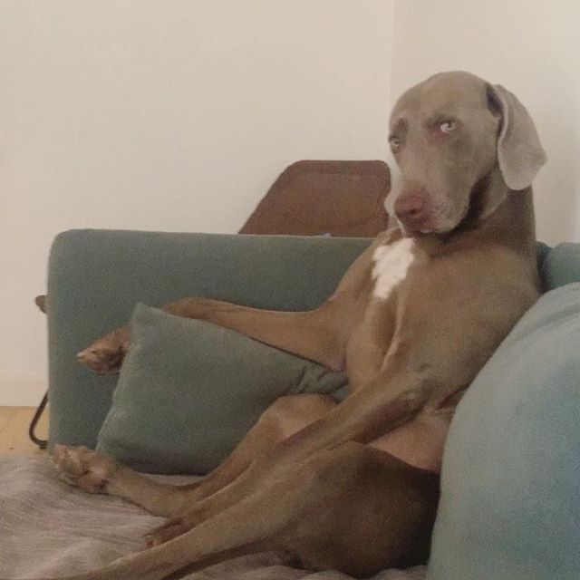 Weimaraner sitting on the couch with its confused face