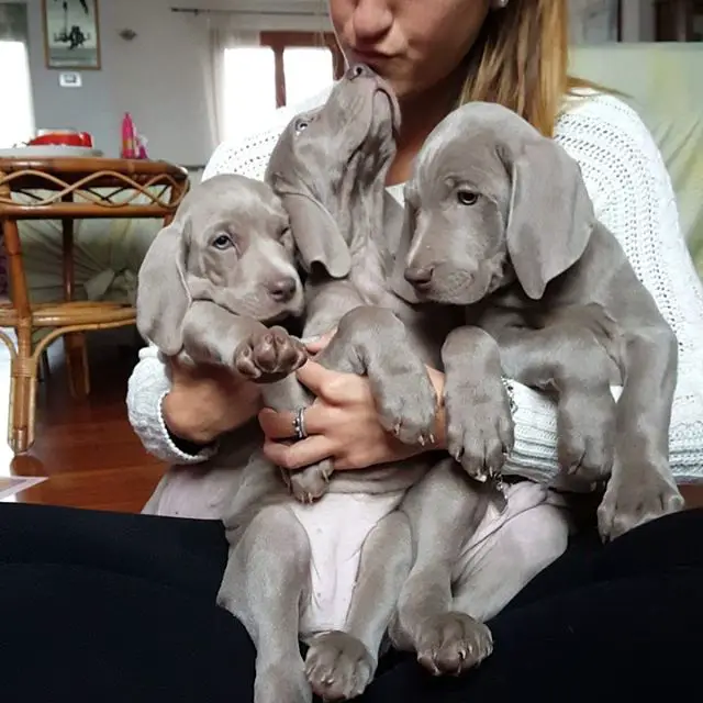 three Weimaraner puppies wrapped in a woman's arms