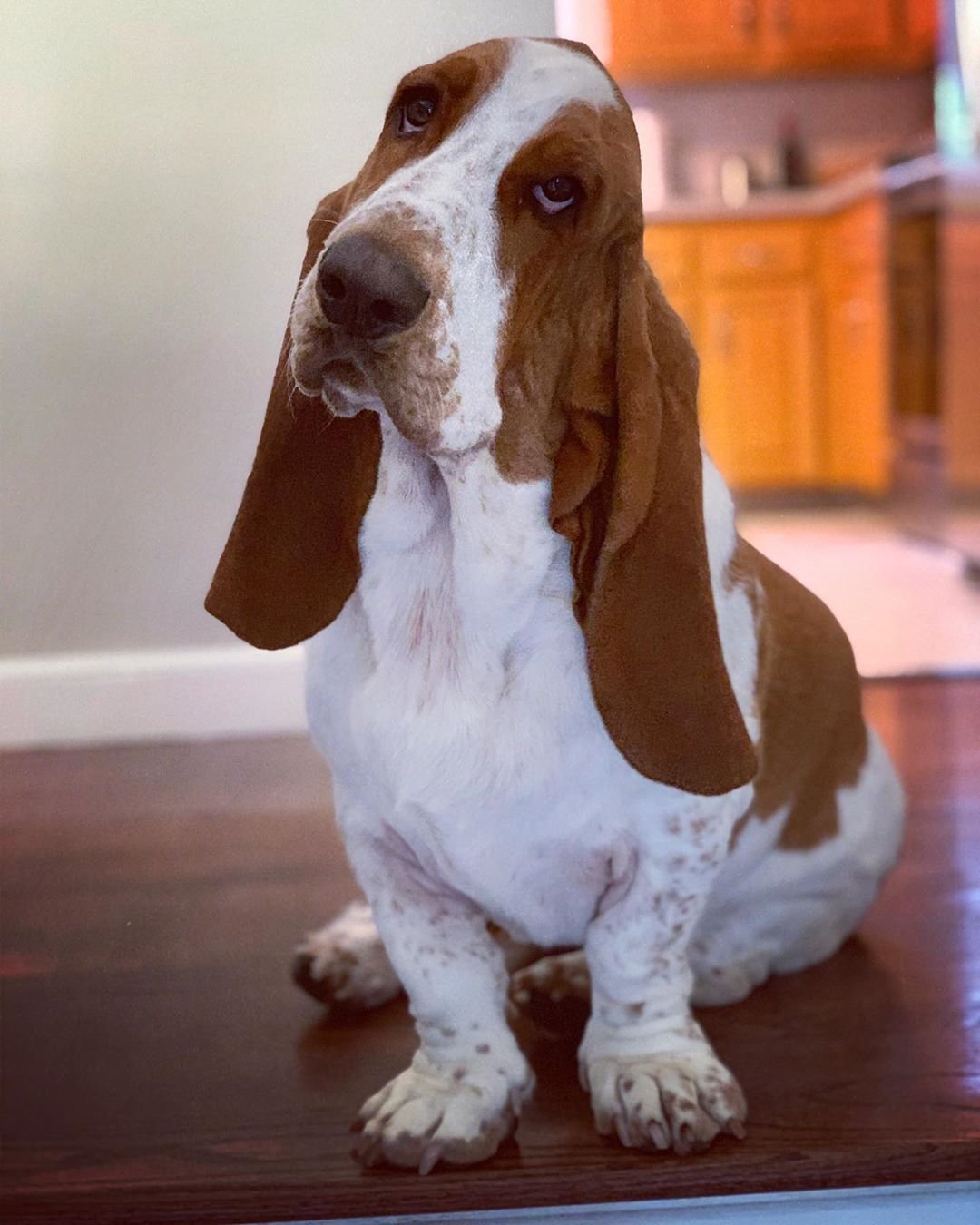 Basset Hound sitting on the floor