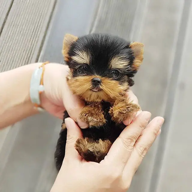 teacup Yorkshire Terrier in the hands of a woman