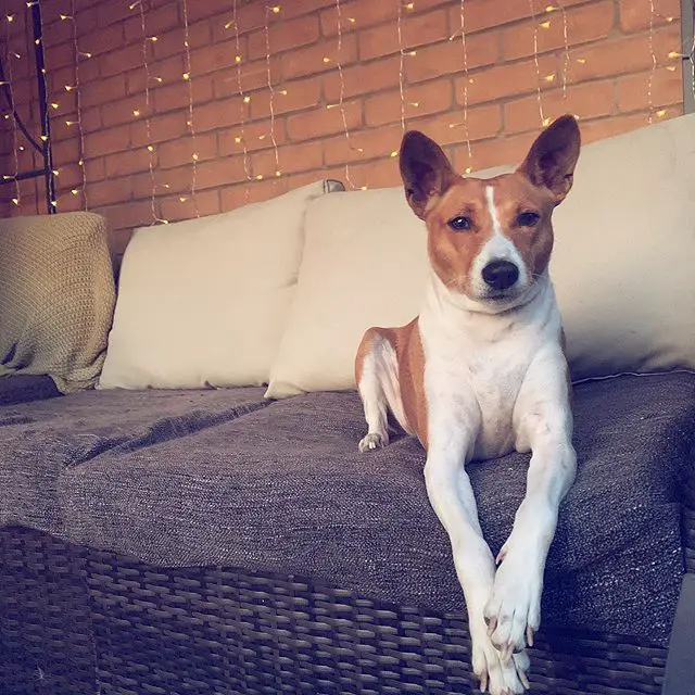 A Basenji lying on top of the couch