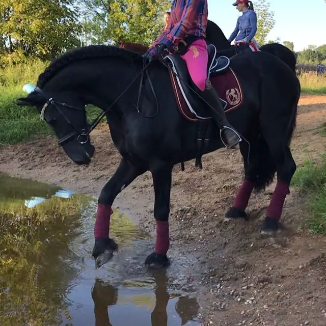 Horse crossing the water in the forest with a kid riding on his back