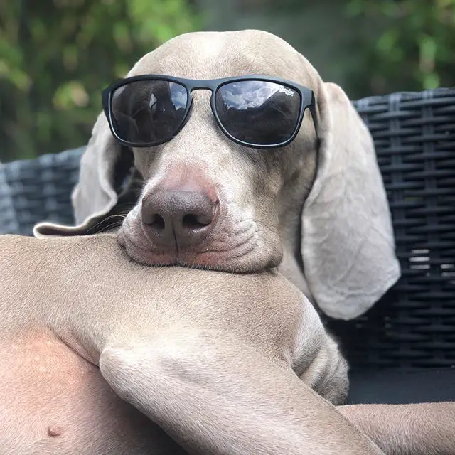 Weimaraner lying on the sofa outdoors while wearing sunglasses