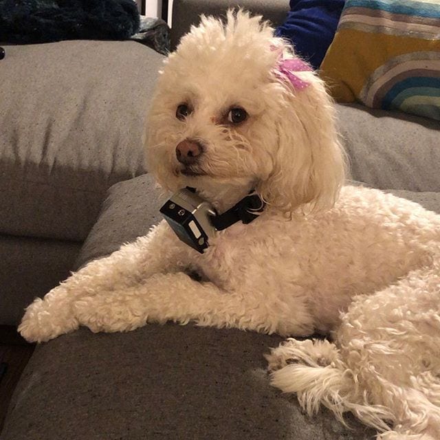 A Bichon Frise lying on the couch