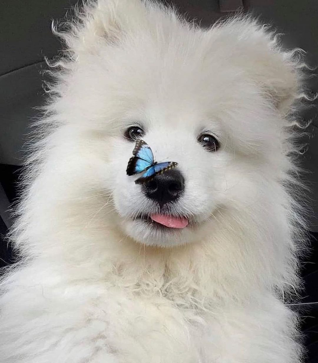 A Samoyed Dog with a butterfly on its nose