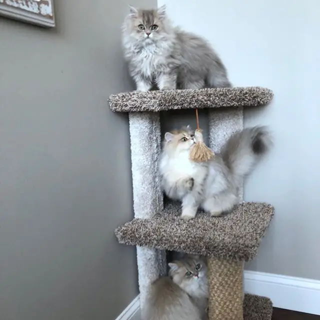 three Persian cats on top of their cat tower in the corner