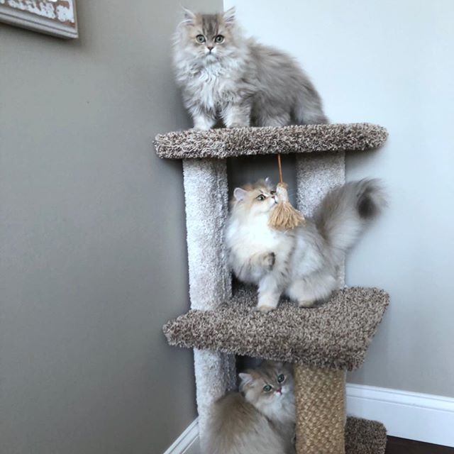 three Persian cats on top of their cat tower in the corner