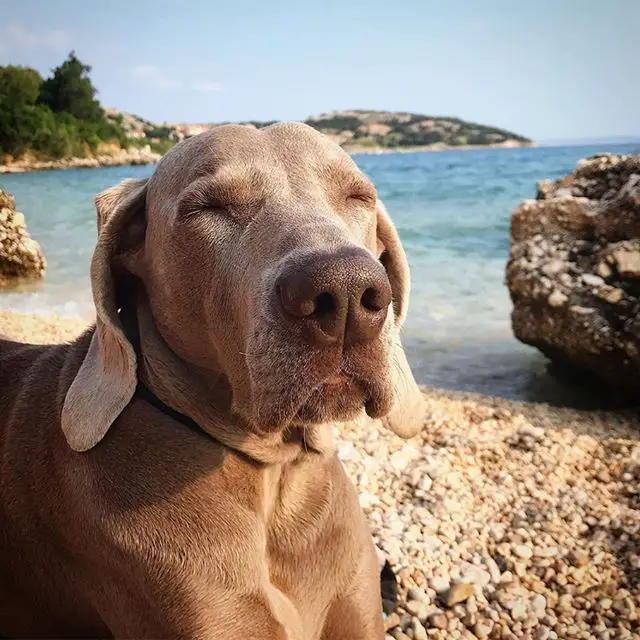 A Weimaraner lying on the pebbled by the beach while closing its eyes