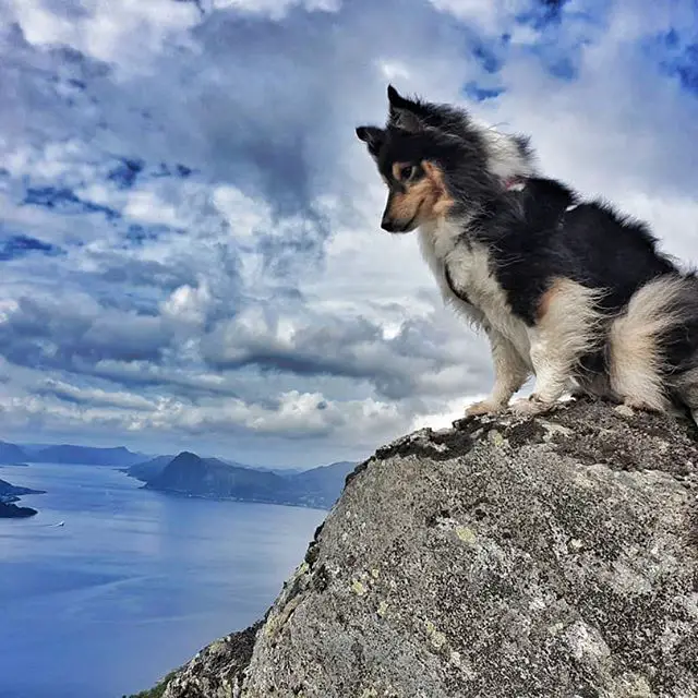 A Sheltie sitting on top of the mountain with the view of the ocean behind him