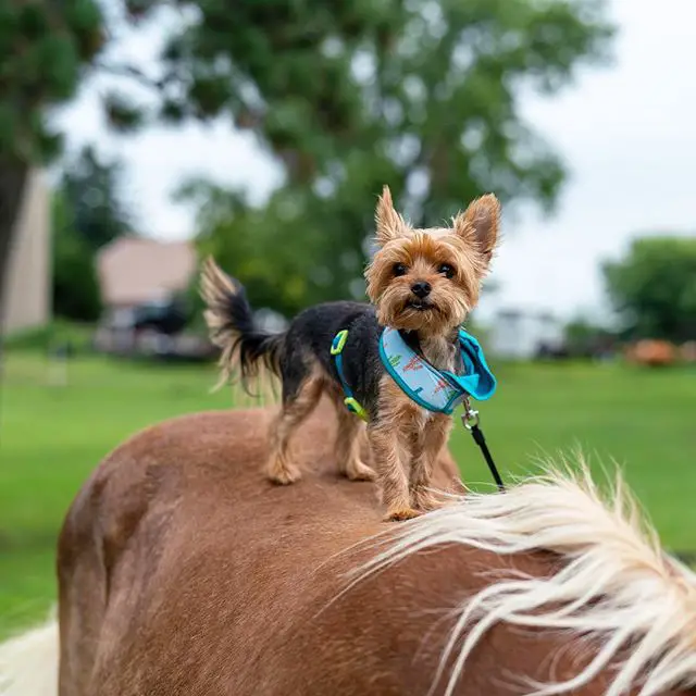Yorkshire Terrier standing on the back of the horse