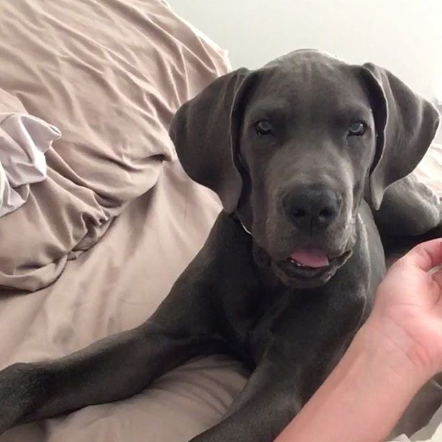 A black Great Dane puppy lying on the bed