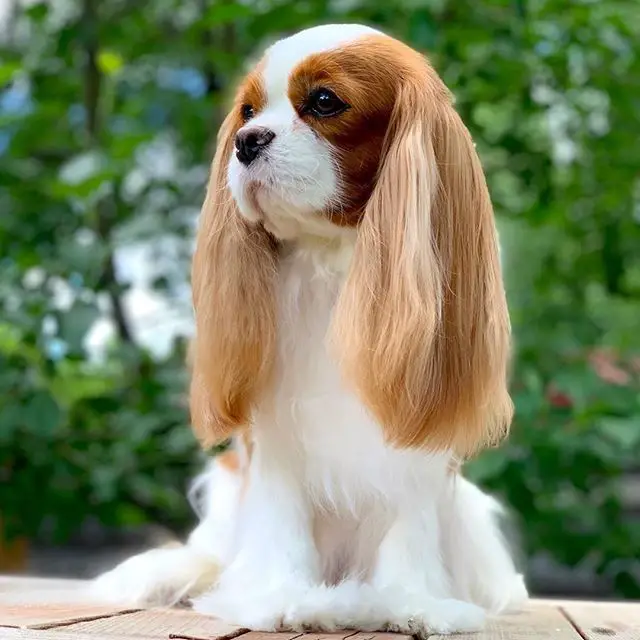 Cavalier King Charles Spaniel with its long hair in its ears while sitting on top of a wooden floor in the garden