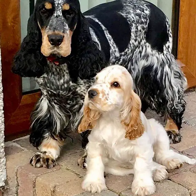 Cocker Spaniel puppy sitting on the floor with a Cocker Spaniel adult with unique coat standing behind him