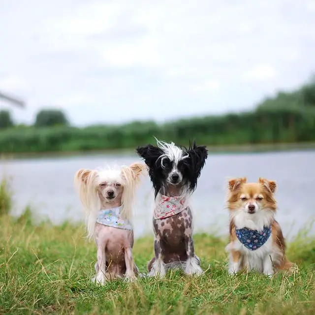 two Chinese Crested Dogs sitting by the lake with a chihuahua