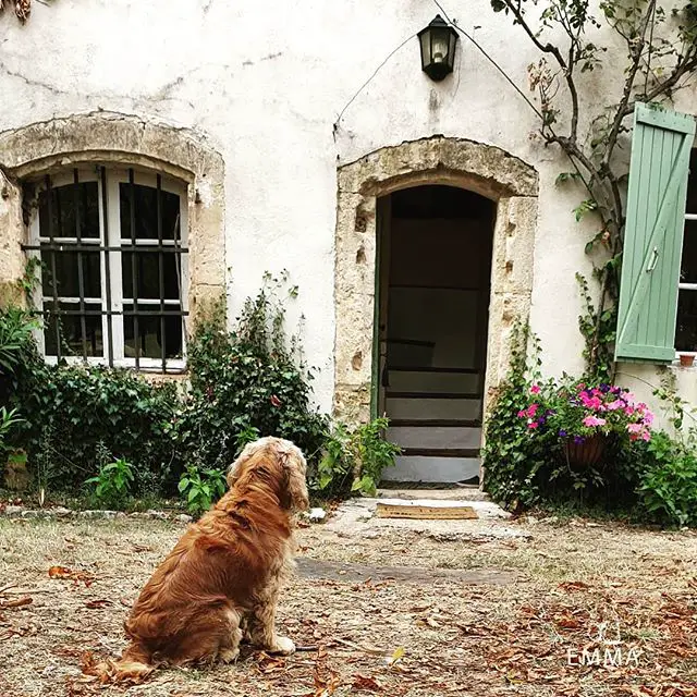 Cocker Spaniel sitting on the ground while facing the front door